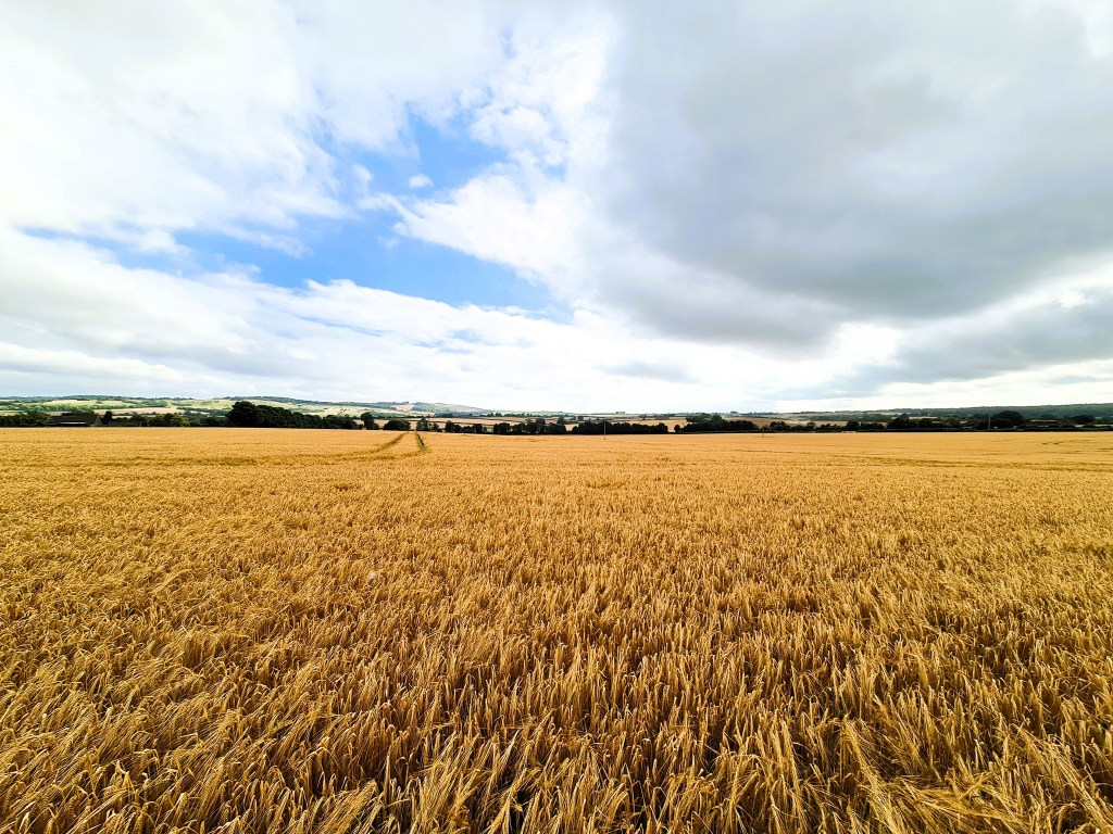 Guardians of the Harvest: The Supernatural and The Scarecrow by Brett&nbsp;Hollyhead