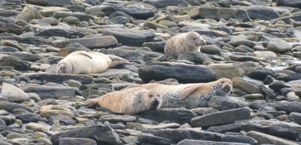 Pilgrimage: Stronsay, Orkney by Thea&nbsp;Prothero
