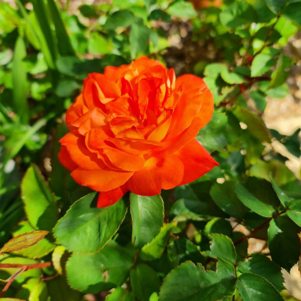 Queen of the Flowers, Grace of the Earth: The Wisdom of the Rose by Brett&nbsp;Hollyhead