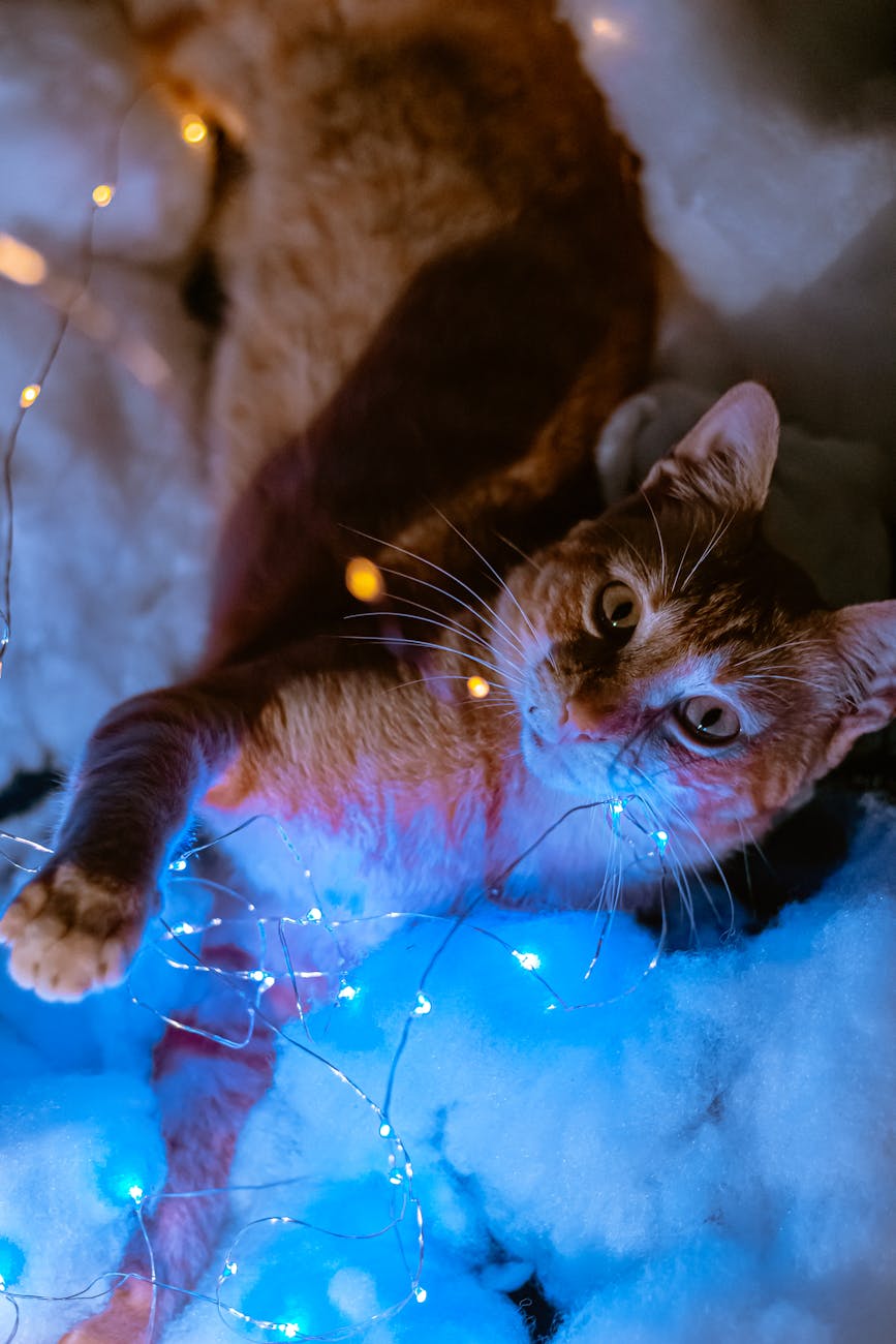 The Magic of Cats: Darkness and Light by Andrew&nbsp;Anderson