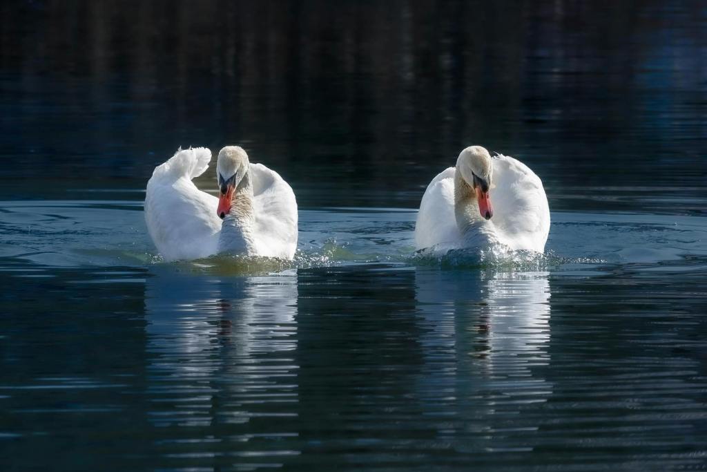 Swan Maidens and Cosmic Eggs: When Women Ruled the Afterlife by Ben&nbsp;Gagnon