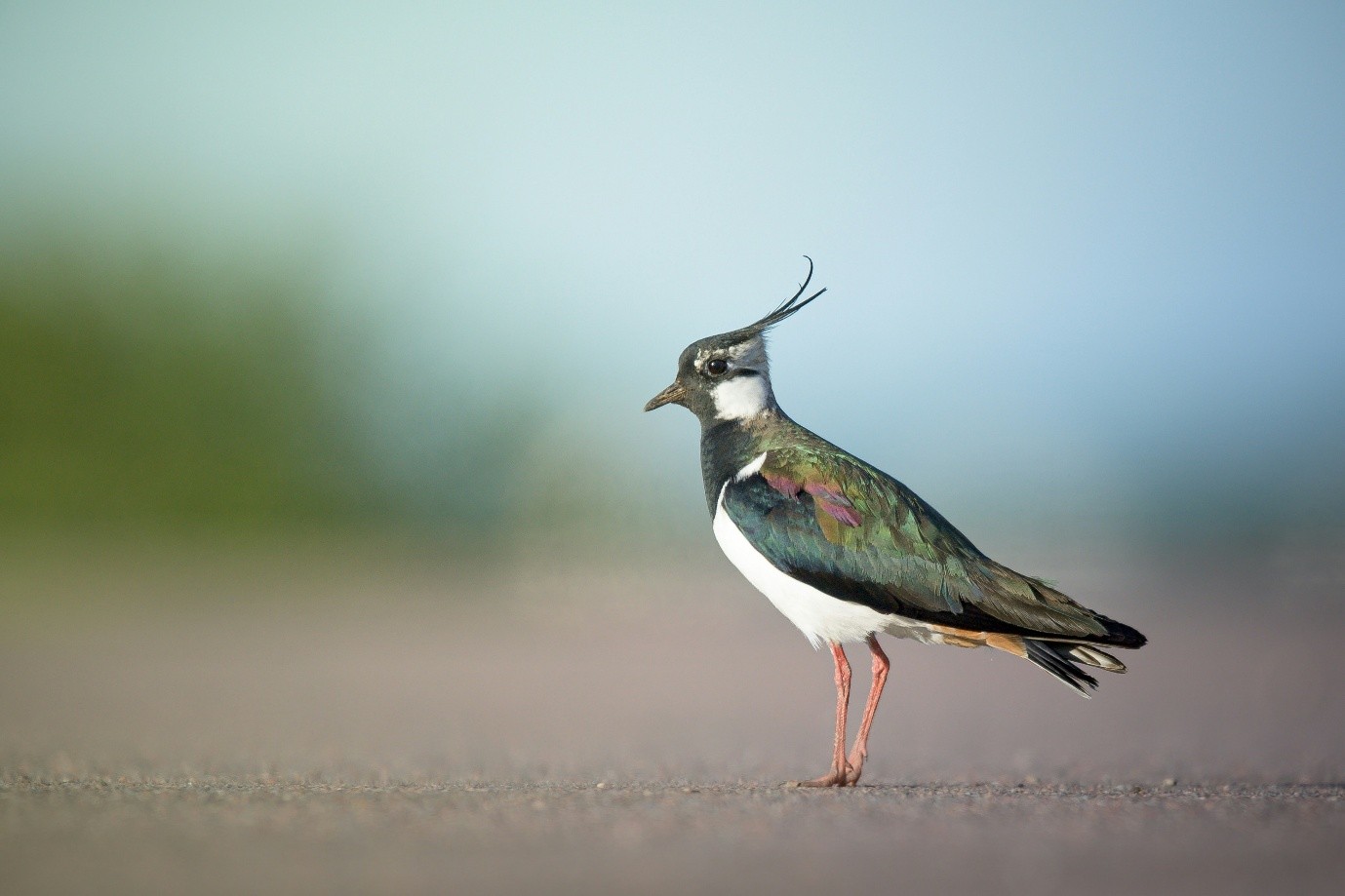 The Magic of Birds: Lapwings in Flight by Mabh&nbsp;Savage