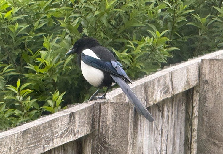 Birds of Imbolc by Mabh&nbsp;Savage