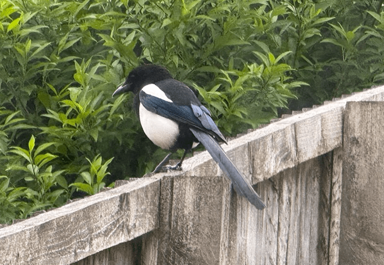 Birds of Imbolc by Mabh&nbsp;Savage