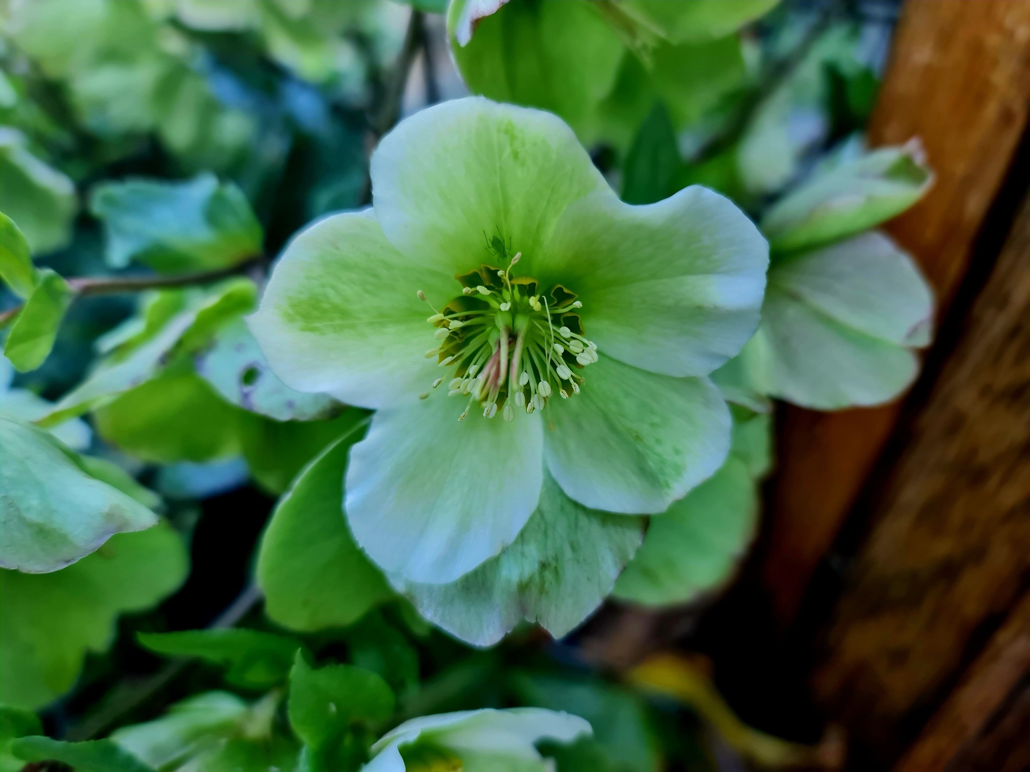 Practically Pagan: Spring Planning by Mabh&nbsp;Savage