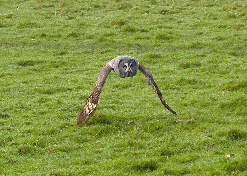 On Silent Wings: The Owl by Mabh&nbsp;Savage