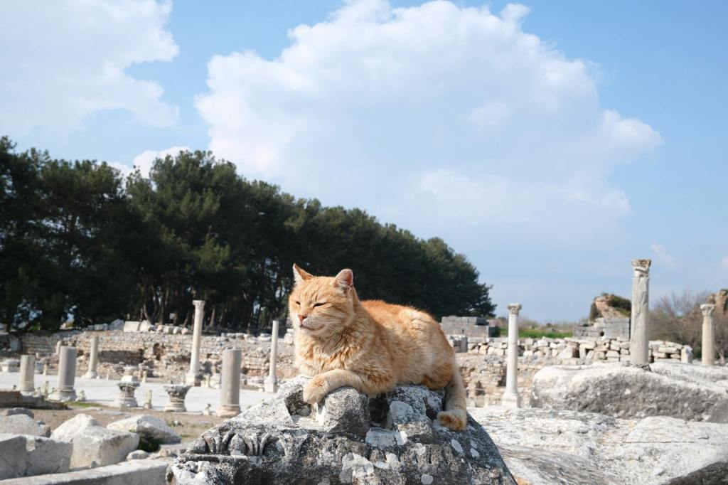“Hello Sweetie!” The History of Humans and Cats by Andrew&nbsp;Anderson