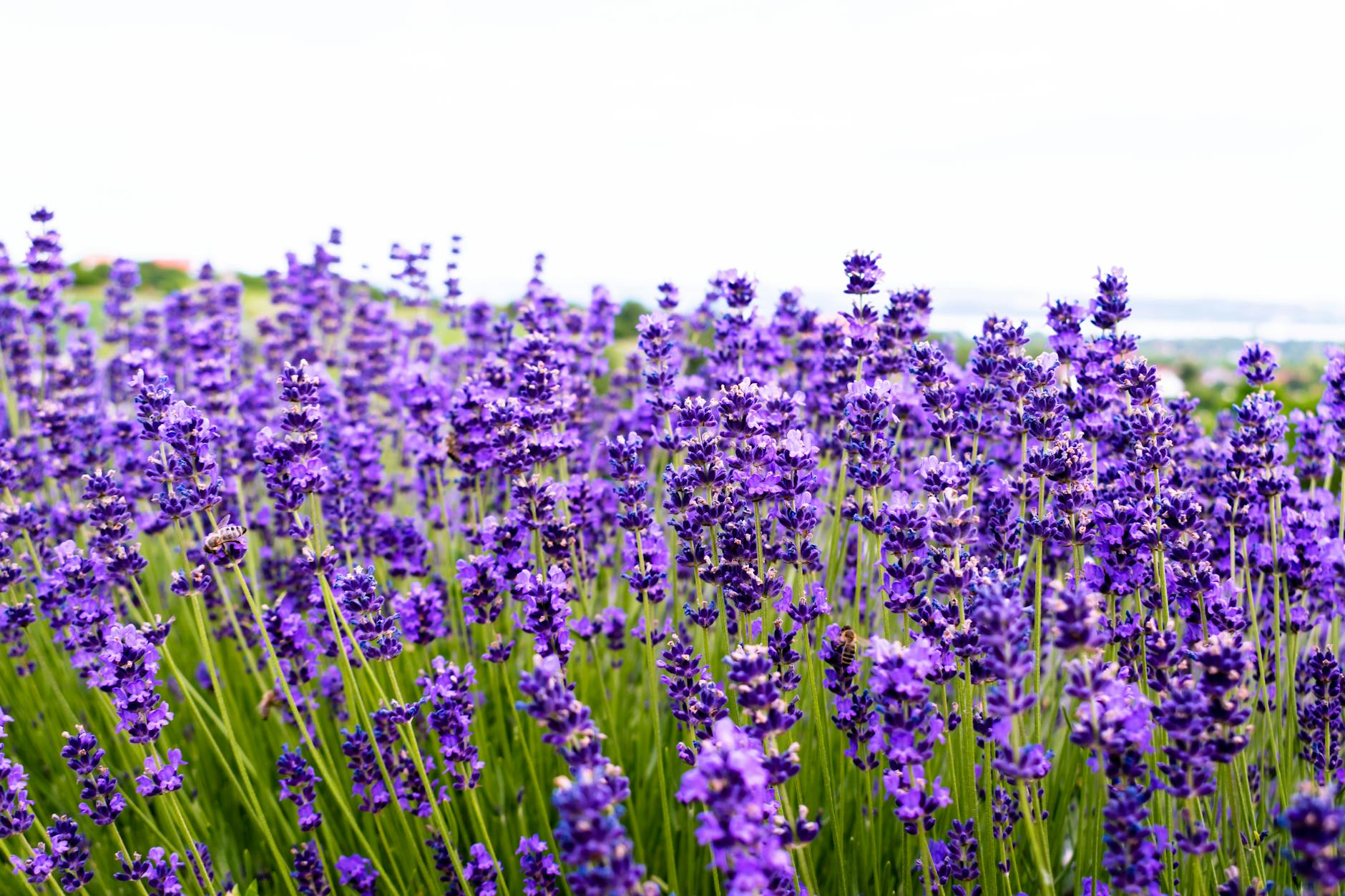 What exactly is Lavender Witchcraft? by Sam Wise