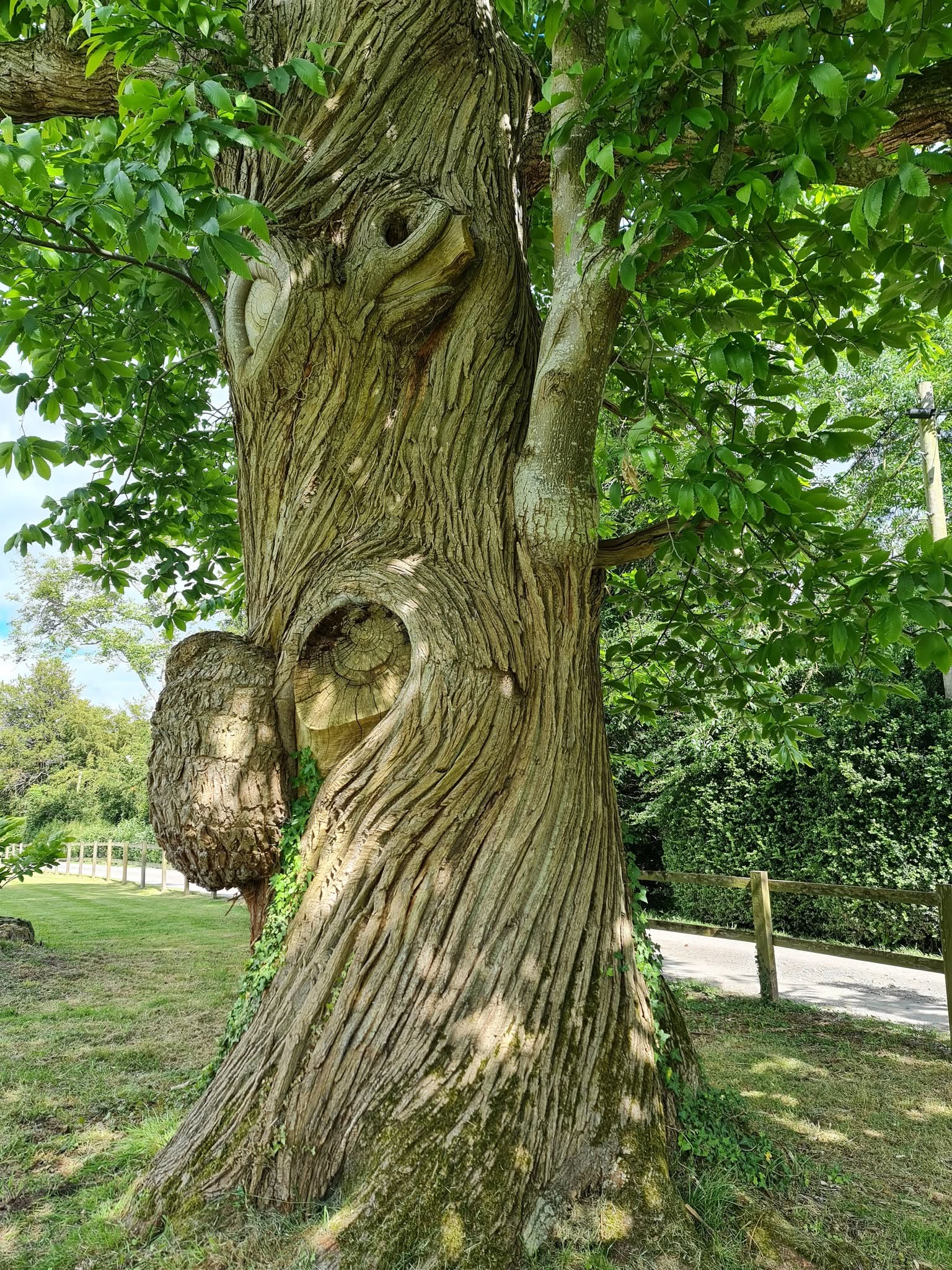 Meeting With Trees by Roselle Angwin