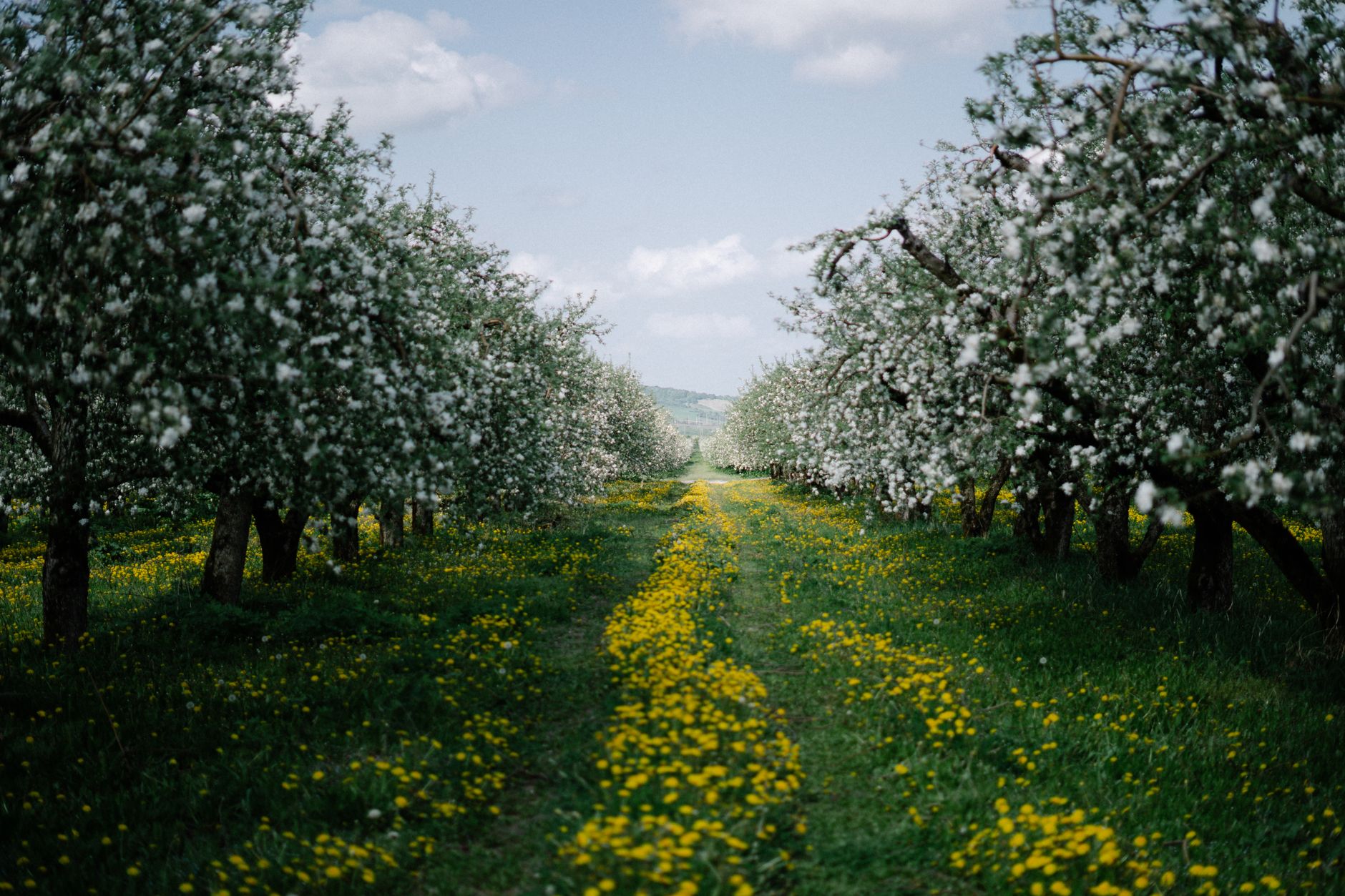 Flora, Roman Goddess of Flowers, Spring and Sensuality by Rachel S Roberts