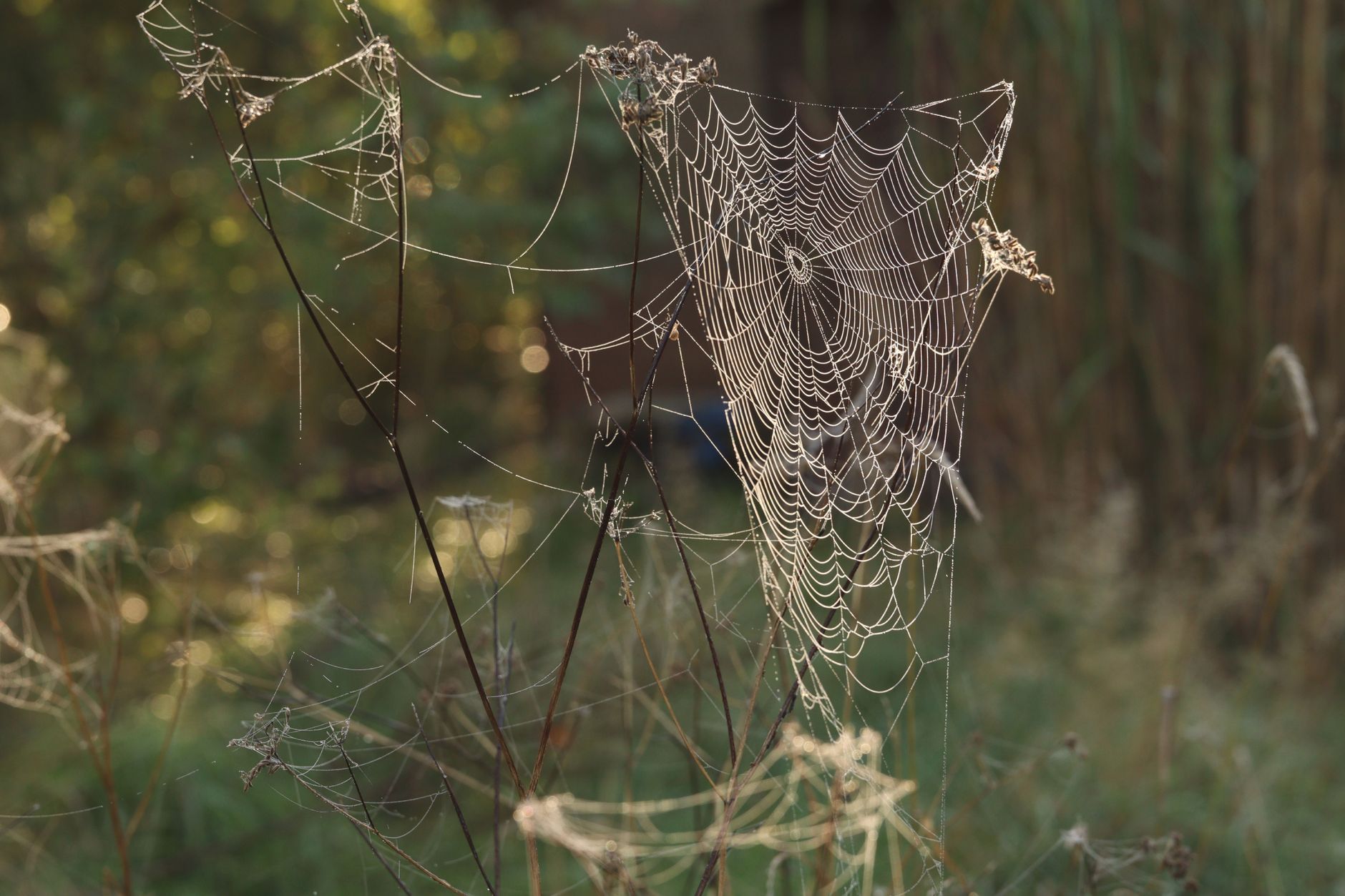 The Locket Cycle: Samhain, Grandmother Spider by Dorothy L Abrams